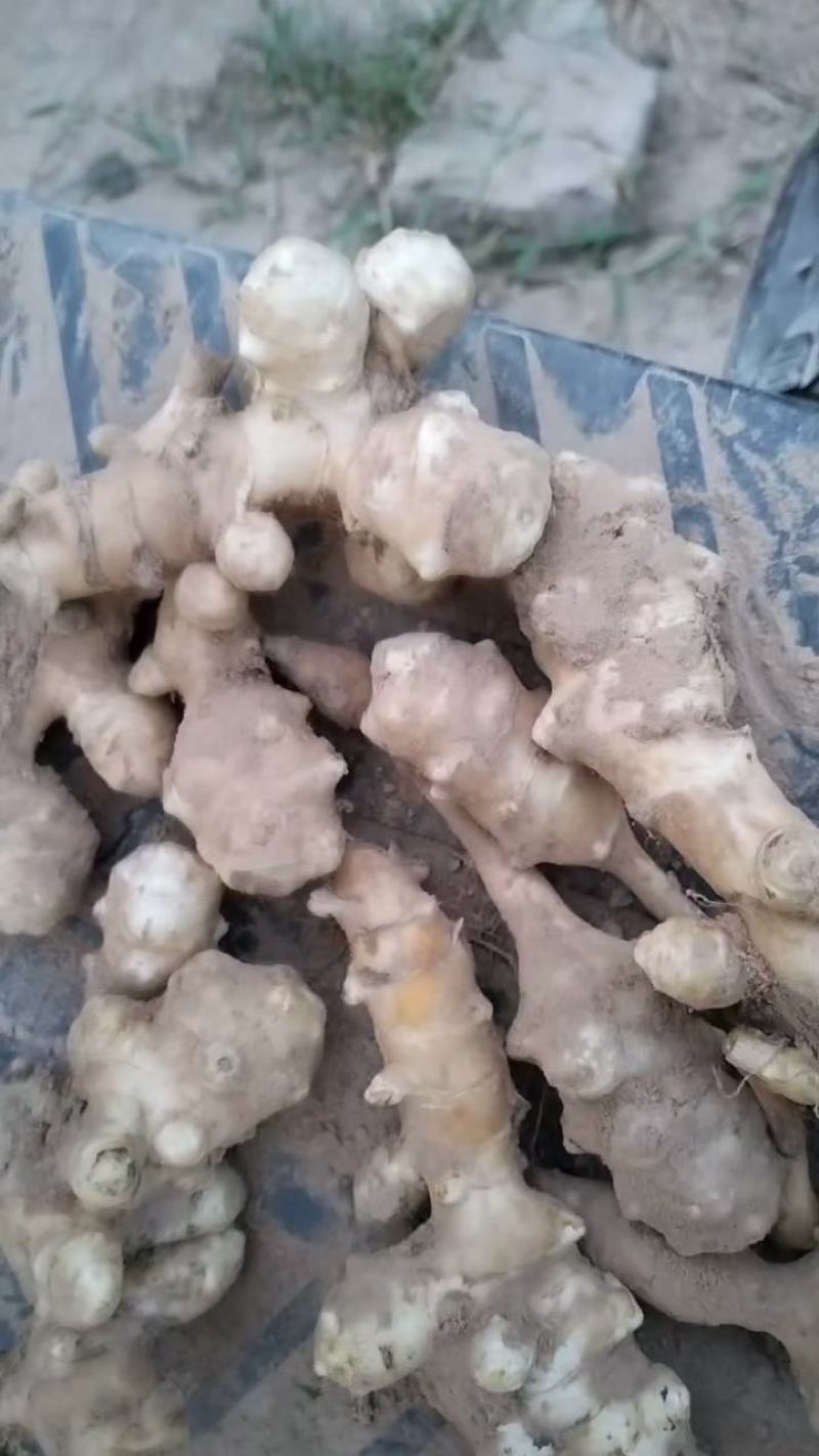 早熟洋姜刚下来，新鲜