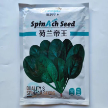 荷兰帝王菠菜种子圆叶品种秋播种子