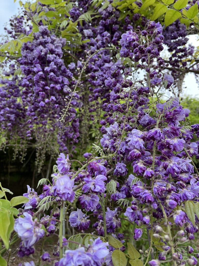 紫藤花树八重黑龙