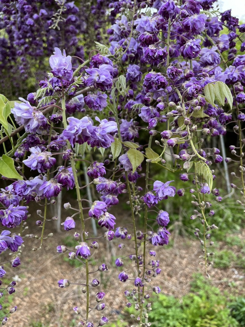 紫藤花树八重黑龙