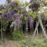紫藤花树八重黑龙