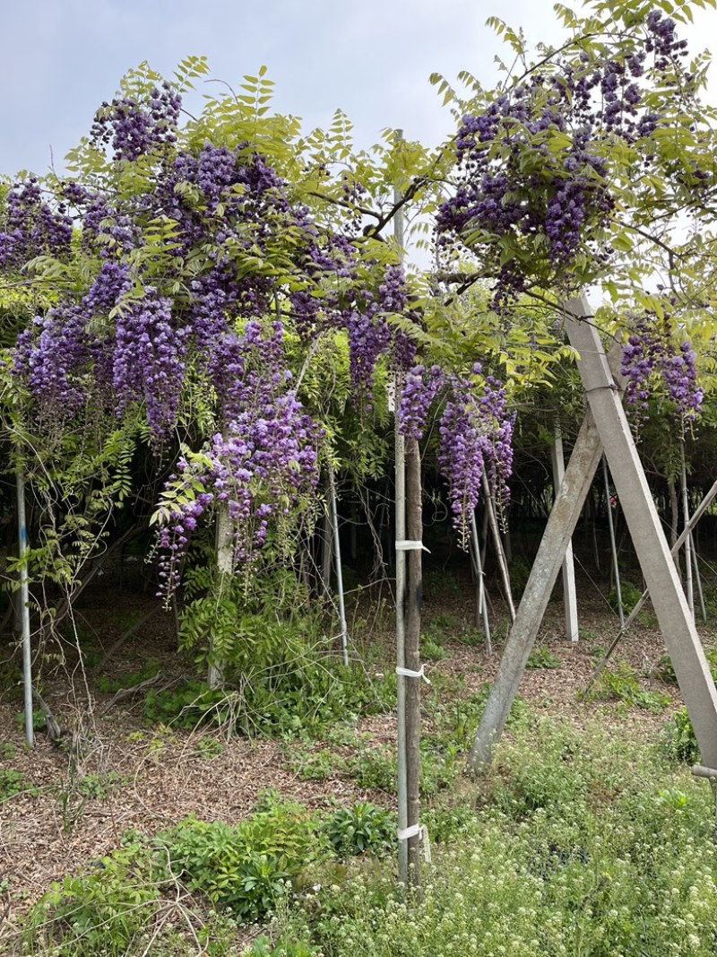 紫藤花树八重黑龙
