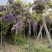 紫藤花树八重黑龙