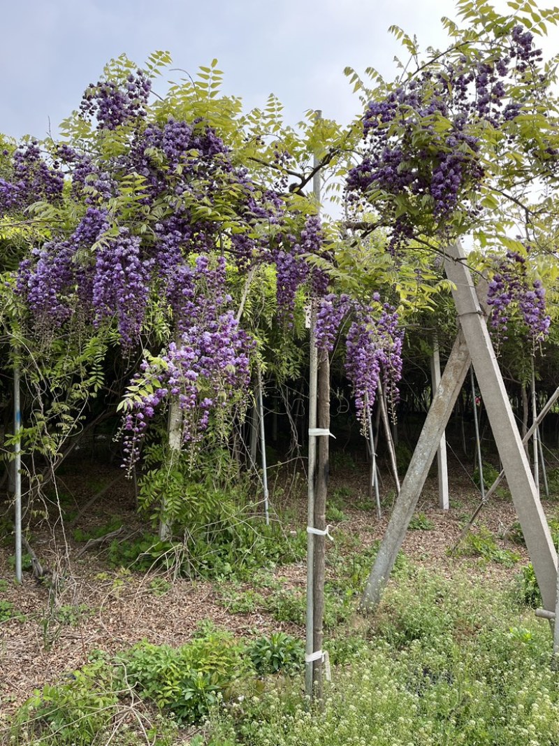 紫藤花树八重黑龙