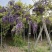 紫藤花树八重黑龙