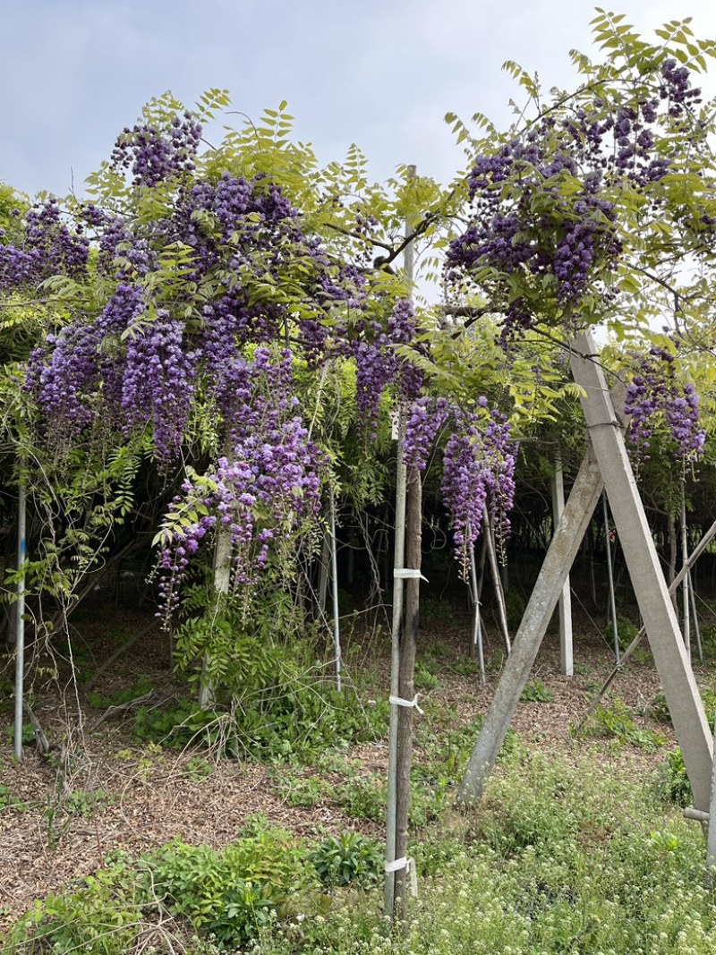 紫藤花树八重黑龙