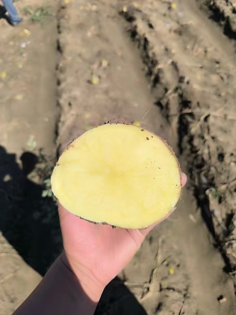 陕西沙地黄心土豆软弱香甜品质高产地直发一手货源