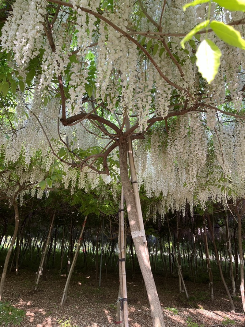 日系紫藤，基地直销，一手货源，品种对版