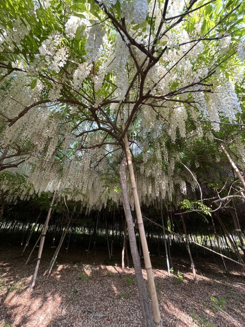 日系紫藤，基地直销，一手货源，品种对版