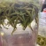 【推荐】黄山毛峰，明前春茶嫩芽茶叶产地直发