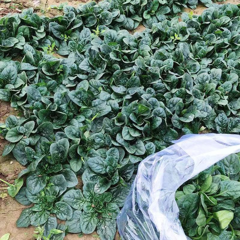 黑优210杂交菠菜种子黑圆厚叶趴地菠菜种籽抗病高产抗热