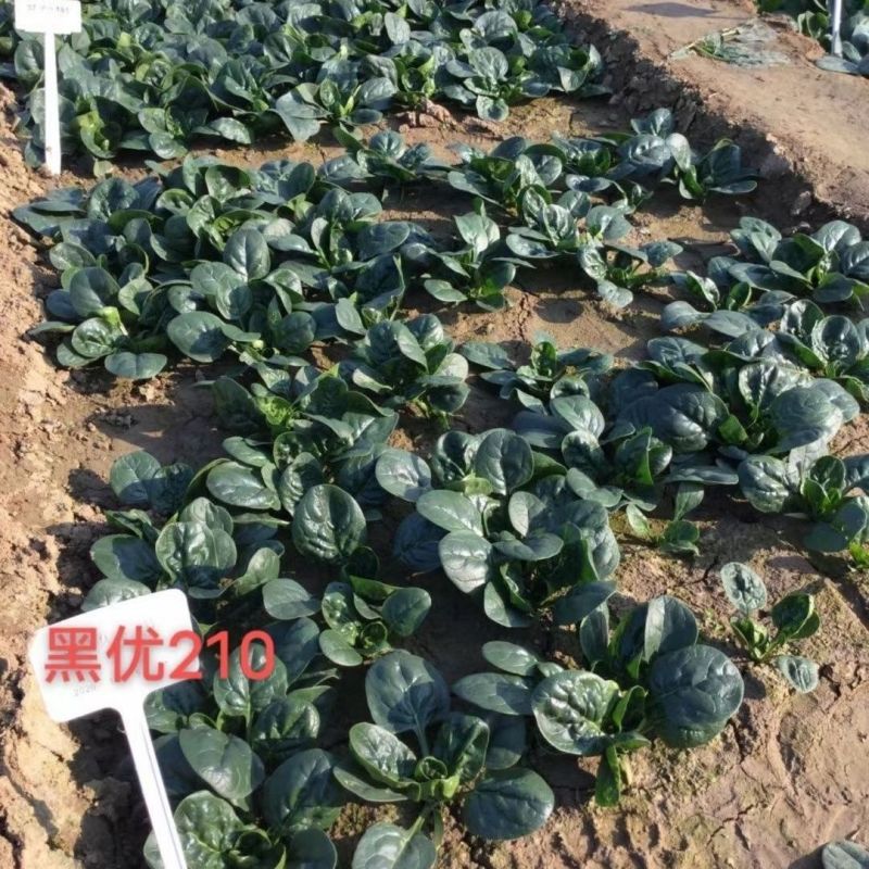 黑优210杂交菠菜种子黑圆厚叶趴地菠菜种籽抗病高产抗热