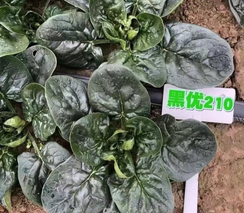 黑优210杂交菠菜种子黑圆厚叶趴地菠菜种籽抗病高产抗热