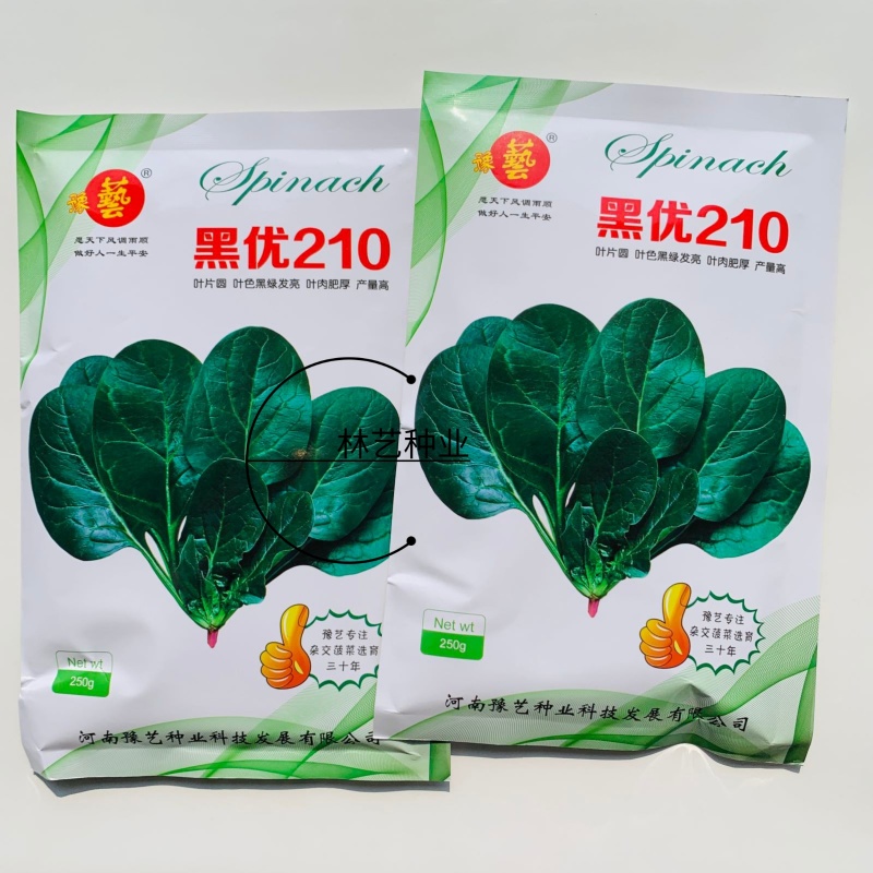 黑优210杂交菠菜种子黑圆厚叶趴地菠菜种籽抗病高产抗热