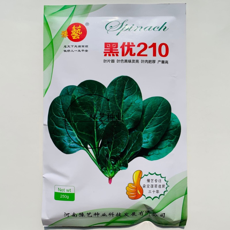 黑优210杂交菠菜种子黑圆厚叶趴地菠菜种籽抗病高产抗热