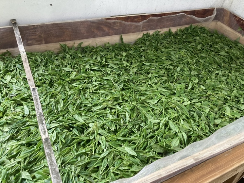 黄山太平猴魁手工捏尖茶叶兰花香果香