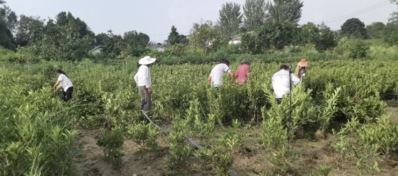 法国冬青量大优惠产地直发