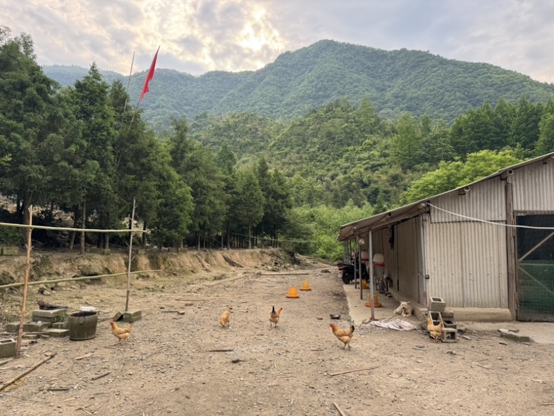 农家散养土鸡，三黄鸡青脚鸡走地鸡，喂食谷物，现杀现发