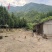 农家散养土鸡，三黄鸡青脚鸡走地鸡，喂食谷物，现杀现发