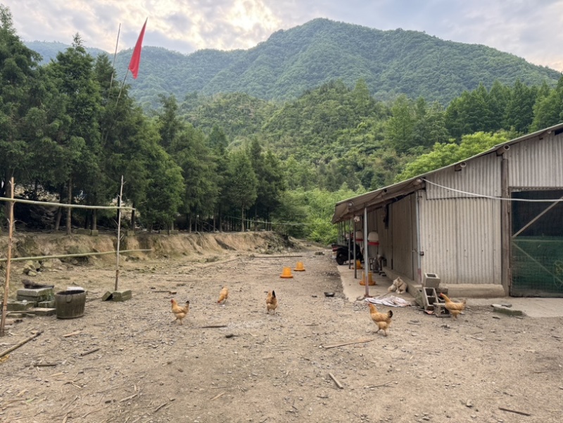 农家散养土鸡，三黄鸡青脚鸡走地鸡，喂食谷物，现杀现发