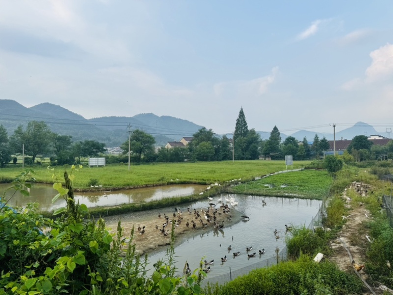 农家散养土鸡，三黄鸡青脚鸡走地鸡，喂食谷物，现杀现发