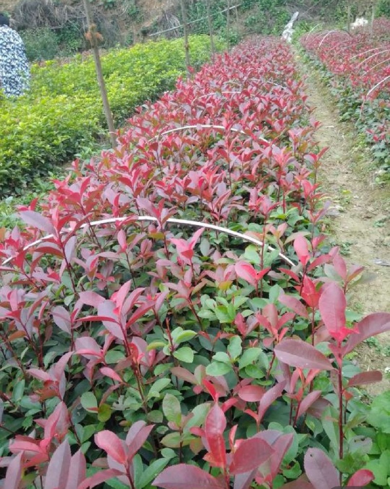 红叶石楠批发量大可视频看货农户种植