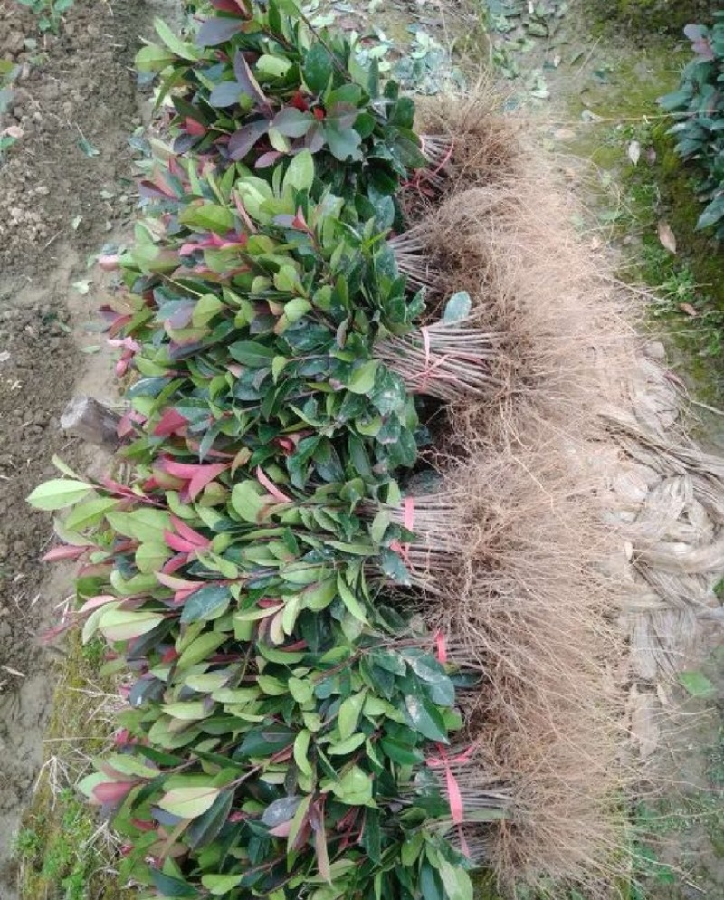 红叶石楠批发量大可视频看货农户种植