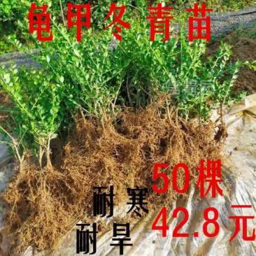 龟甲冬青，龟甲冬青球，龟甲冬青大杯苗