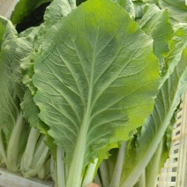 精品小白菜