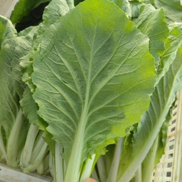 精品小白菜
