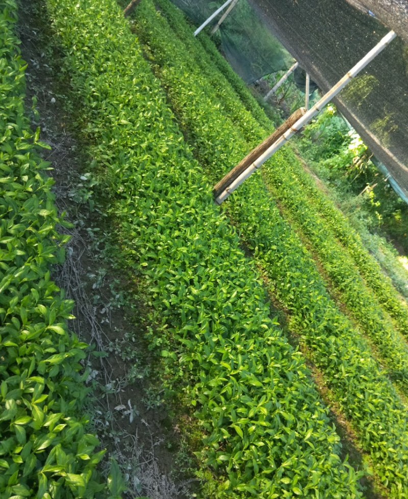 珊瑚苗，洒金珊瑚价格，洒金珊瑚小苗，洒金珊瑚
