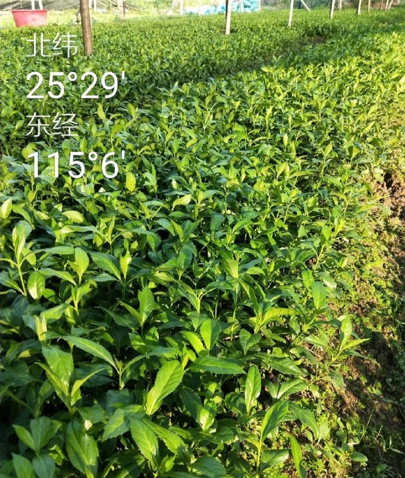 珊瑚苗，洒金珊瑚价格，洒金珊瑚小苗，洒金珊瑚