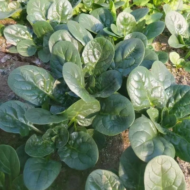 豫艺m32菠菜种子黑绿圆叶高产耐寒抗病商品性佳农家秋季播