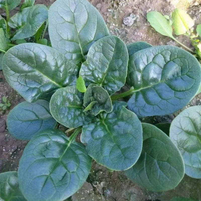 豫艺m32菠菜种子黑绿圆叶高产耐寒抗病商品性佳农家秋季播