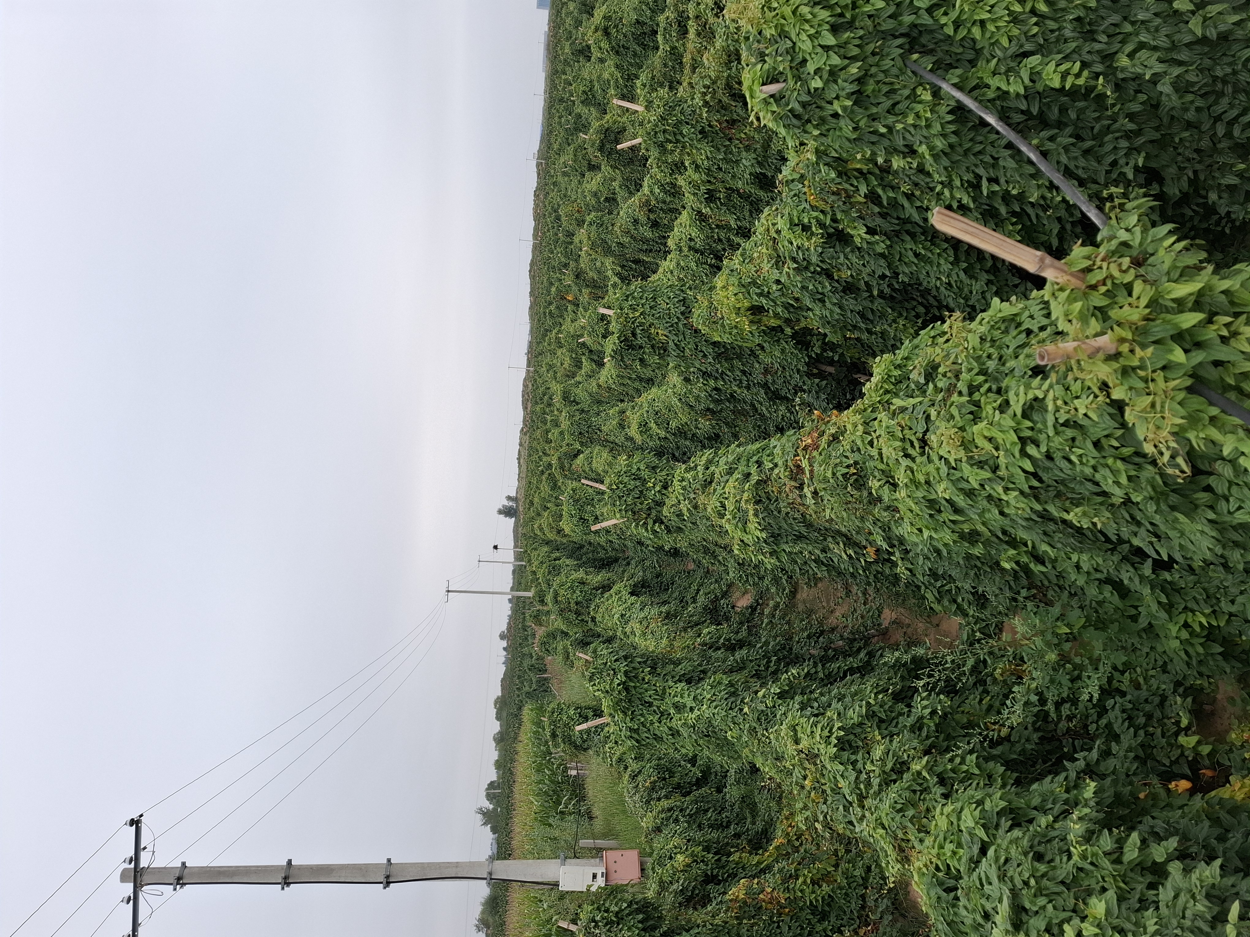 展示铁棍山药藤蔓通过竹架攀爬的田间管理场景 铁棍山药田间搭架引蔓实景图