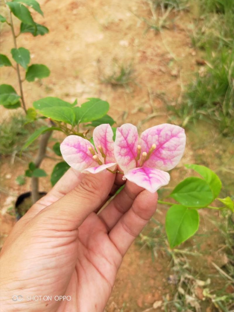 红樱三角梅小苗盆栽都有现货品种齐全