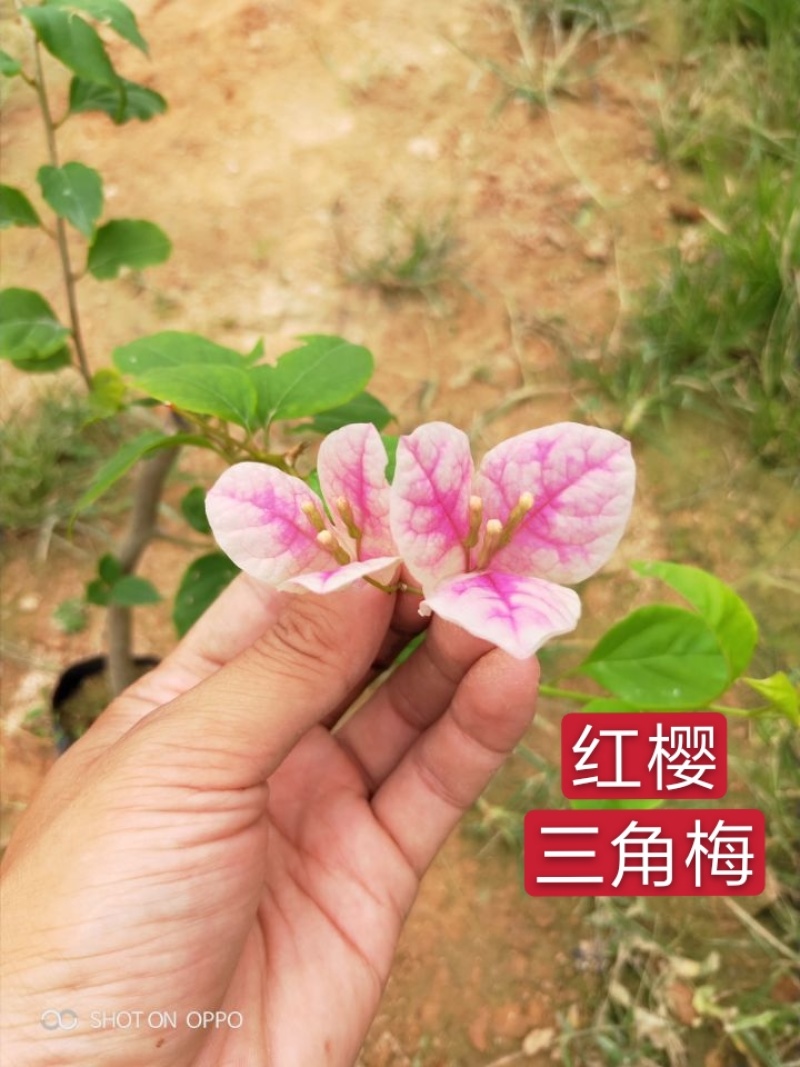 红樱三角梅小苗盆栽都有现货品种齐全