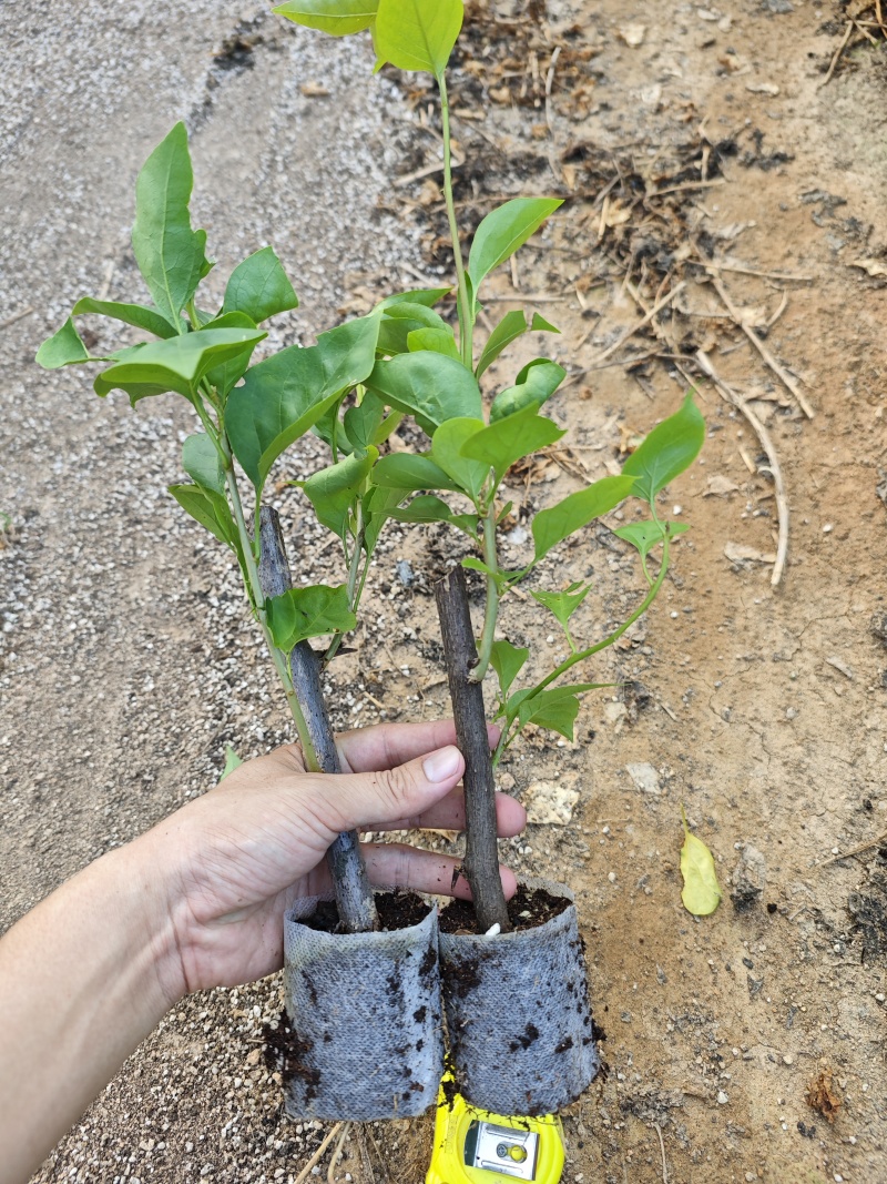 红樱三角梅小苗盆栽都有现货品种齐全