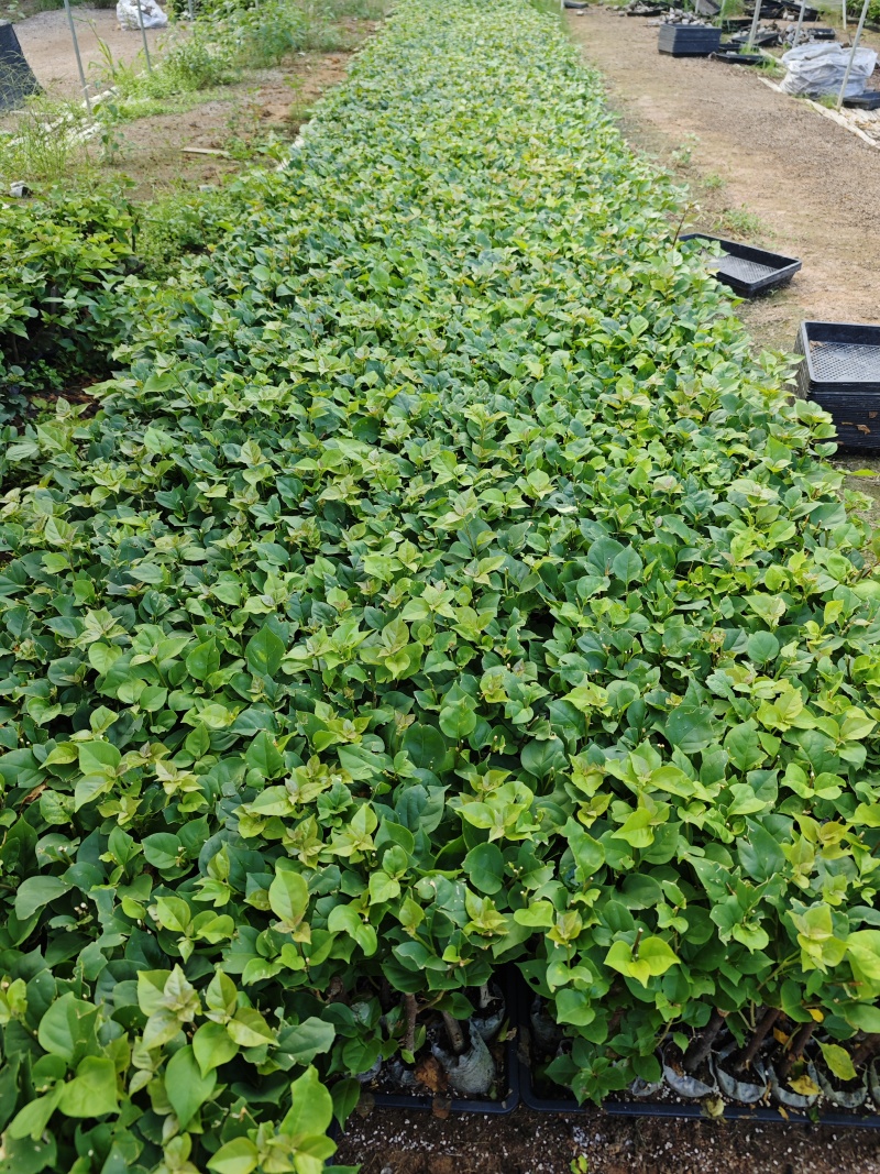 红樱三角梅小苗盆栽都有现货品种齐全