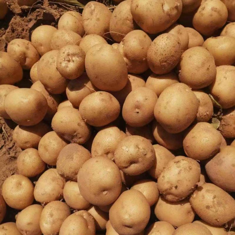 大西洋土豆精品黄皮白芯土豆产地直发一手货源保质保量