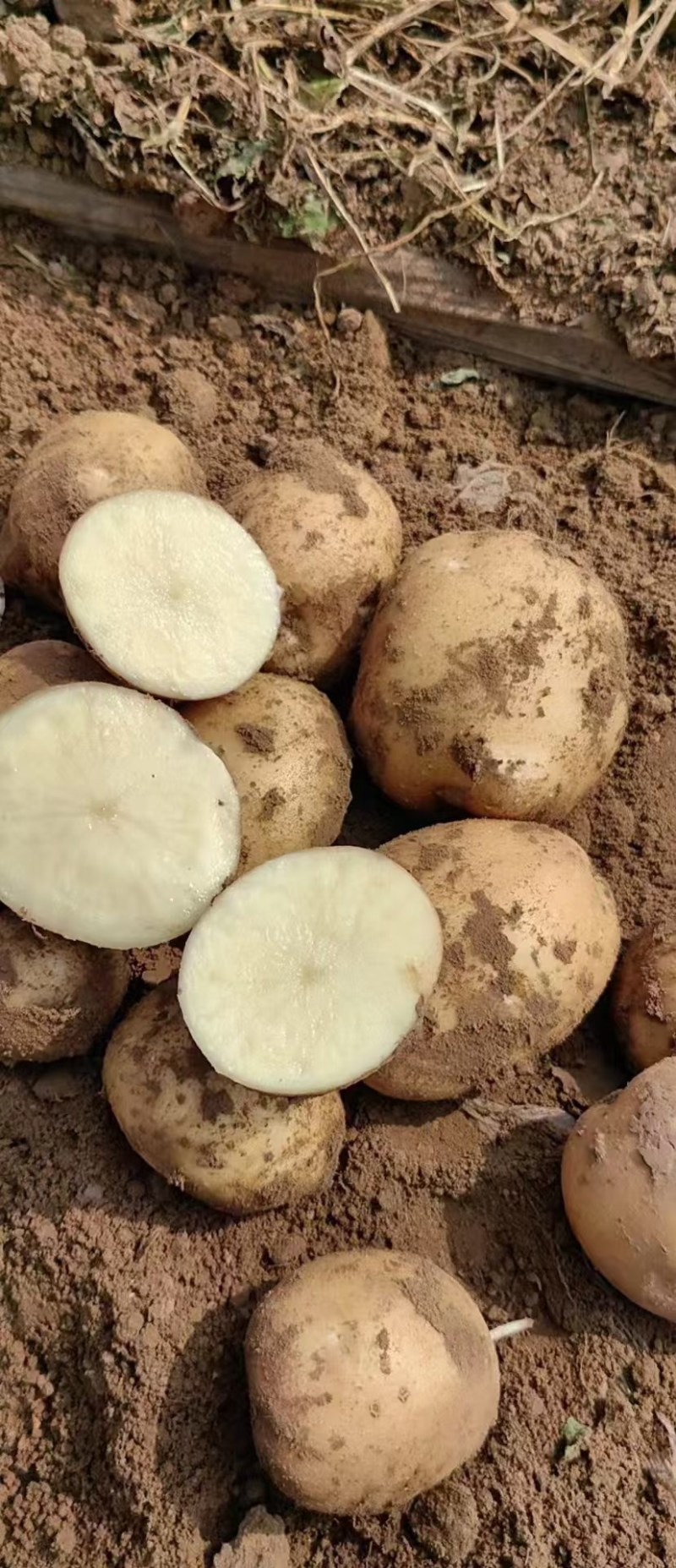 大西洋土豆精品黄皮白芯土豆产地直发一手货源保质保量