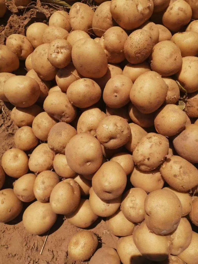 大西洋土豆精品黄皮白芯土豆产地直发一手货源保质保量