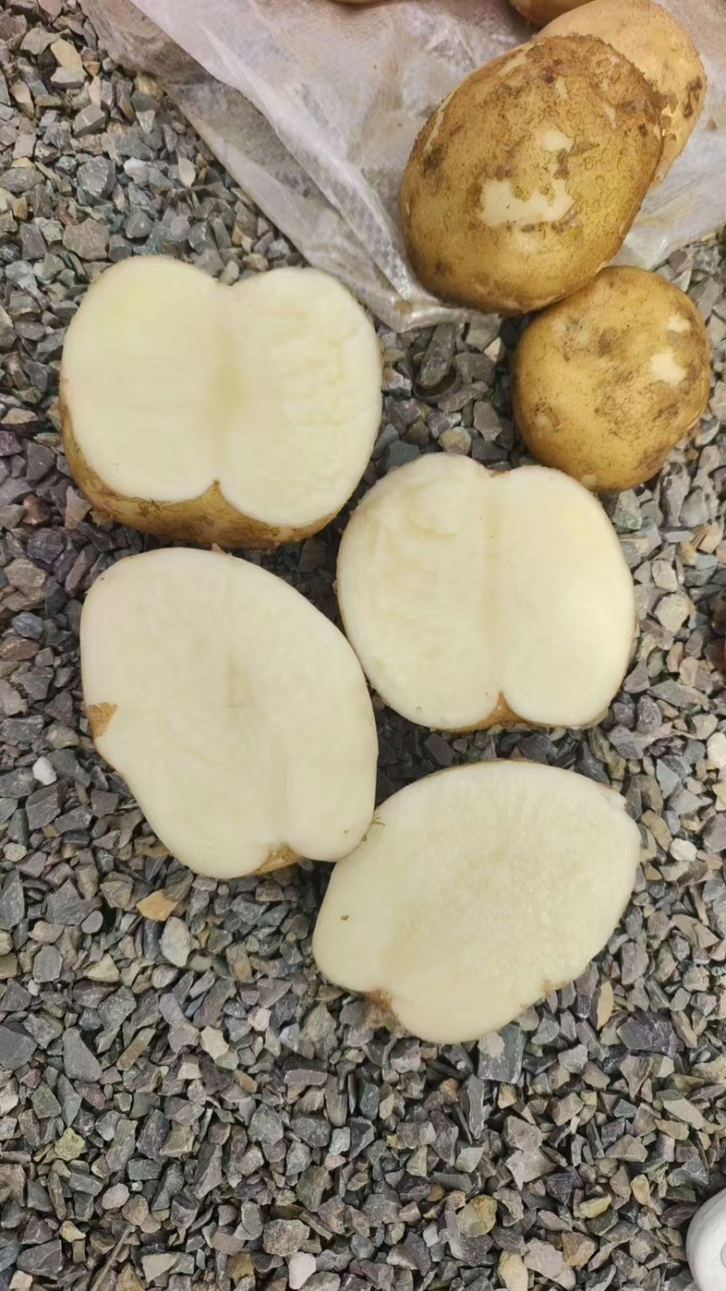 大西洋土豆精品黄皮白芯土豆产地直发一手货源保质保量
