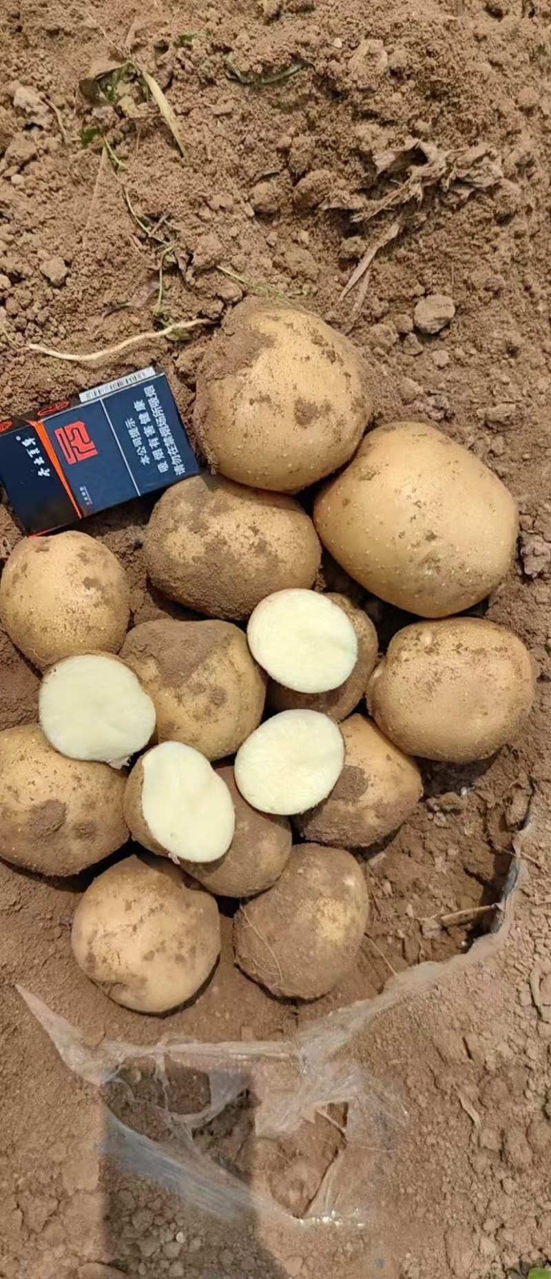 大西洋土豆精品黄皮白芯土豆产地直发一手货源保质保量
