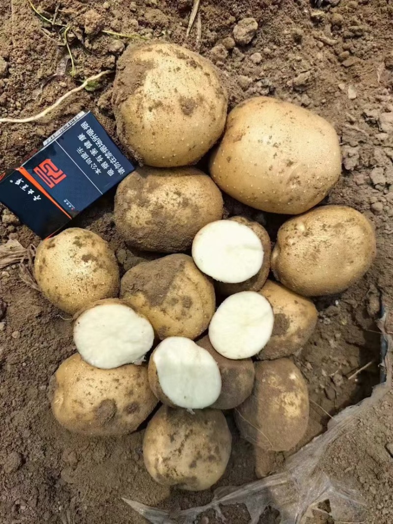 大西洋土豆精品黄皮白芯土豆产地直发一手货源保质保量