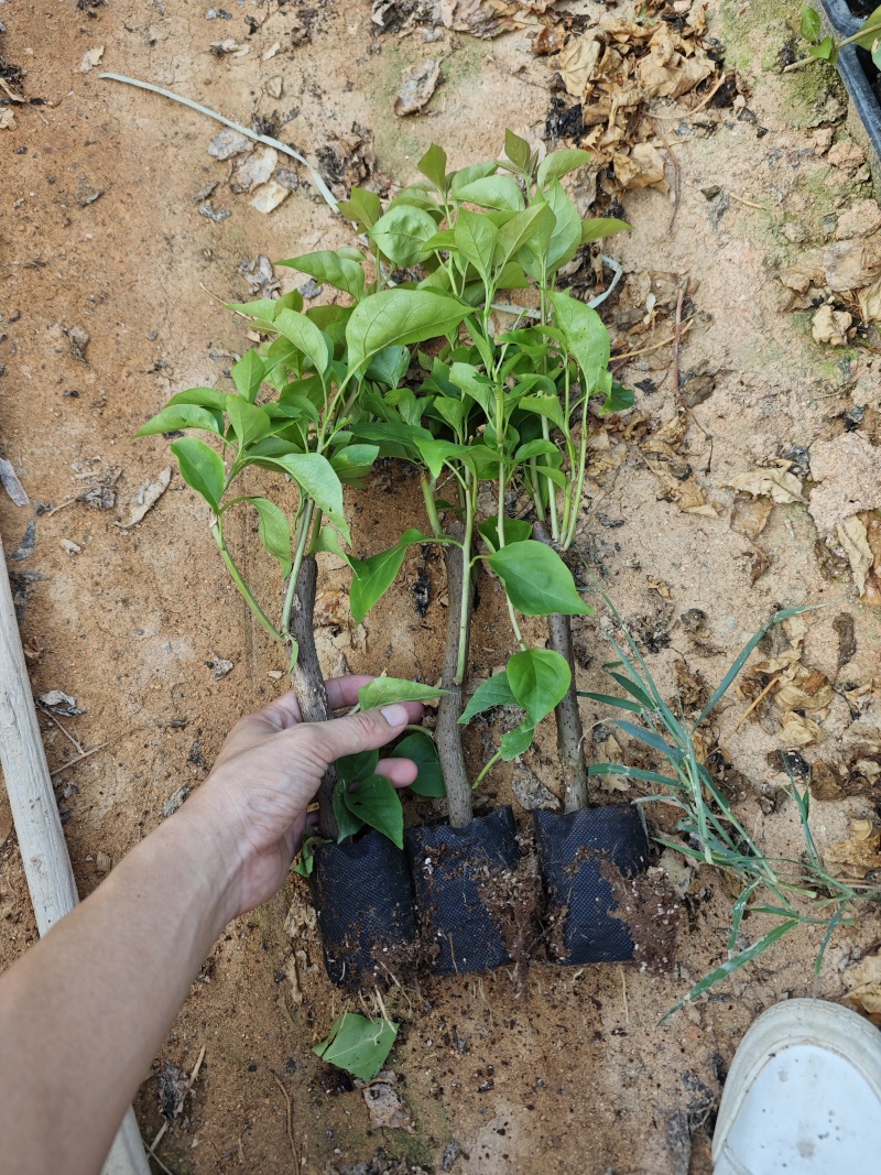 绿樱三角梅小苗盆栽都有现货福建漳州三角梅基地批发