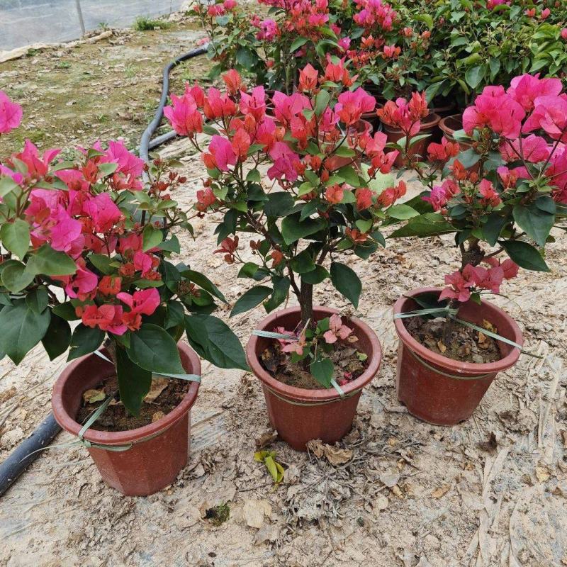 红花三角梅同安红潮州红大红水红四季红三角梅基地