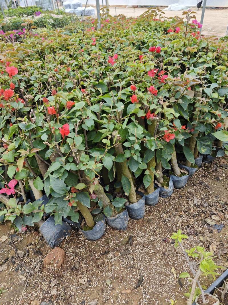 红花三角梅同安红潮州红大红水红四季红三角梅基地