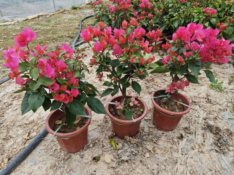 红花三角梅同安红潮州红大红水红四季红三角梅基地