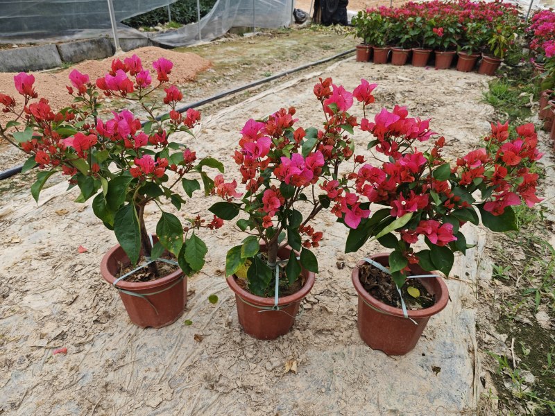 红花三角梅同安红潮州红大红水红四季红三角梅基地